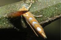 Phyllonorycter cocciferella