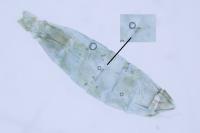 Elachista consortella