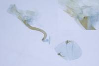 Caloptilia fidella