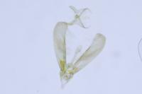 Elachista consortella