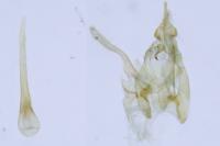 Bryotropha domestica