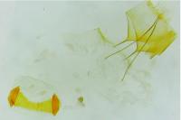 Bryotropha domestica