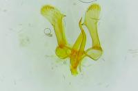 Parornix torquillella