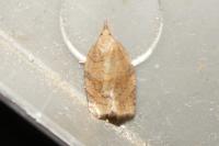 Pandemis dumetana