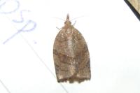 Pandemis dumetana