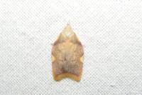 Carcina quercana