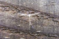 Emmelina monodactyla