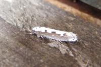 Ethmia bipunctella