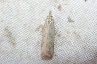 Dichomeris limosella