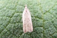Dichomeris limosella