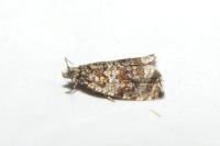 Celypha lacunana