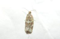 Argyrotaenia ljungiana