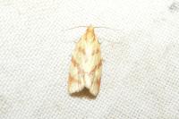 Clepsis pallidana