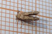 Mompha epilobiella