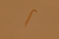 Mompha epilobiella