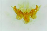 Sorhagenia rhamniella