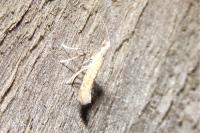 Aspilapteryx limosella
