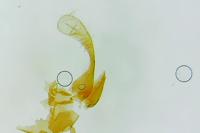Micropterix aglaella