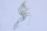 Bryotropha affinis