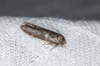 Blastobasis