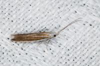 Coleophora