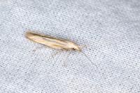 Coleophora