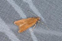Helcystogramma rufescens