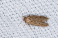 Bryotropha terrella