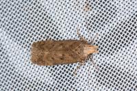 Bryotropha terrella