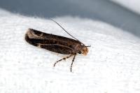 Aroga velocella