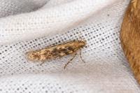 Scrobipalpa ocellatella