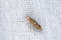 Acrocercops brongniardella