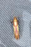 Caloptilia alchimiella/robustella
