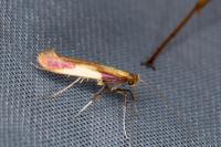 Caloptilia alchimiella/robustella
