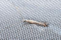 Micrurapteryx kollariella
