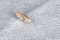 Phyllonorycter roboris
