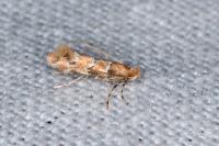Phyllonorycter trifasciella