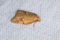 Acleris ferrugana/notana