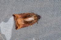 Archips podana
