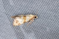 Phalonidia contractana