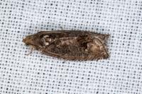 Cydia splendana