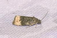 Metendothenia atropunctana