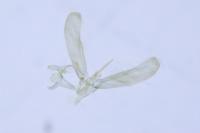 Elachista consortella