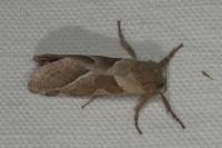 Triodia sylvina