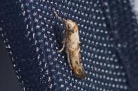 Epermenia aequidentella