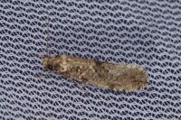 Morophaga choragella