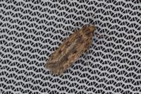 Hofmannophila pseudospretella