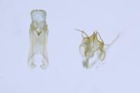 Stenolechia gemmella