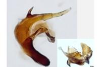Aethes hartmanniana