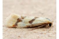 Aethes bilbaensis